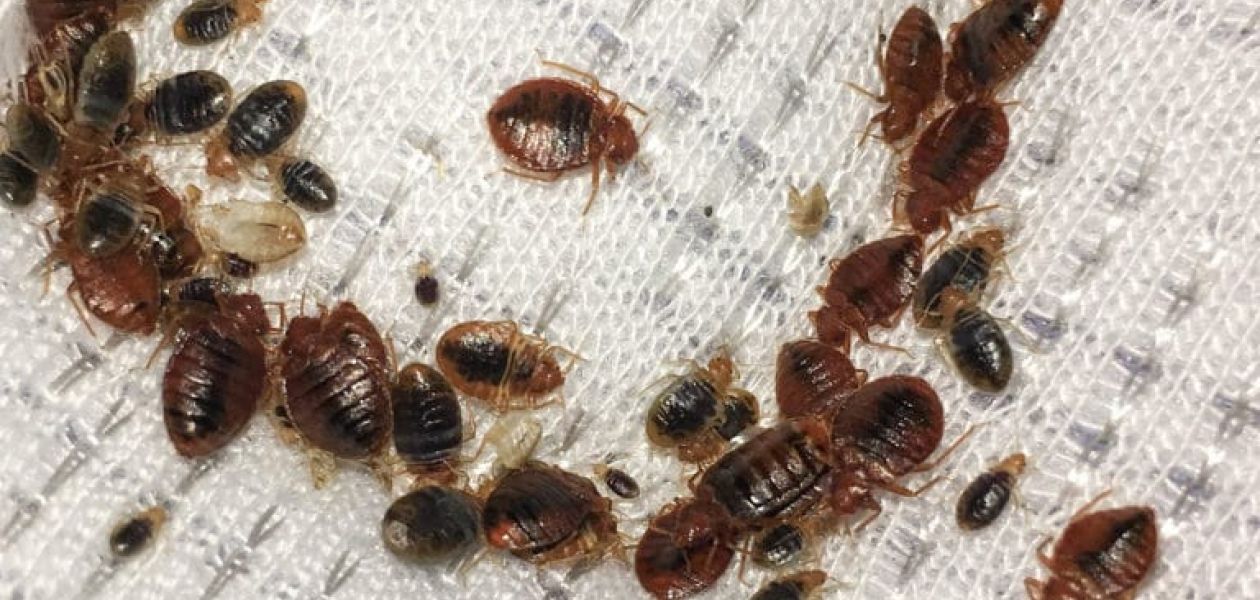 Bed bugs: how do we get rid of them?